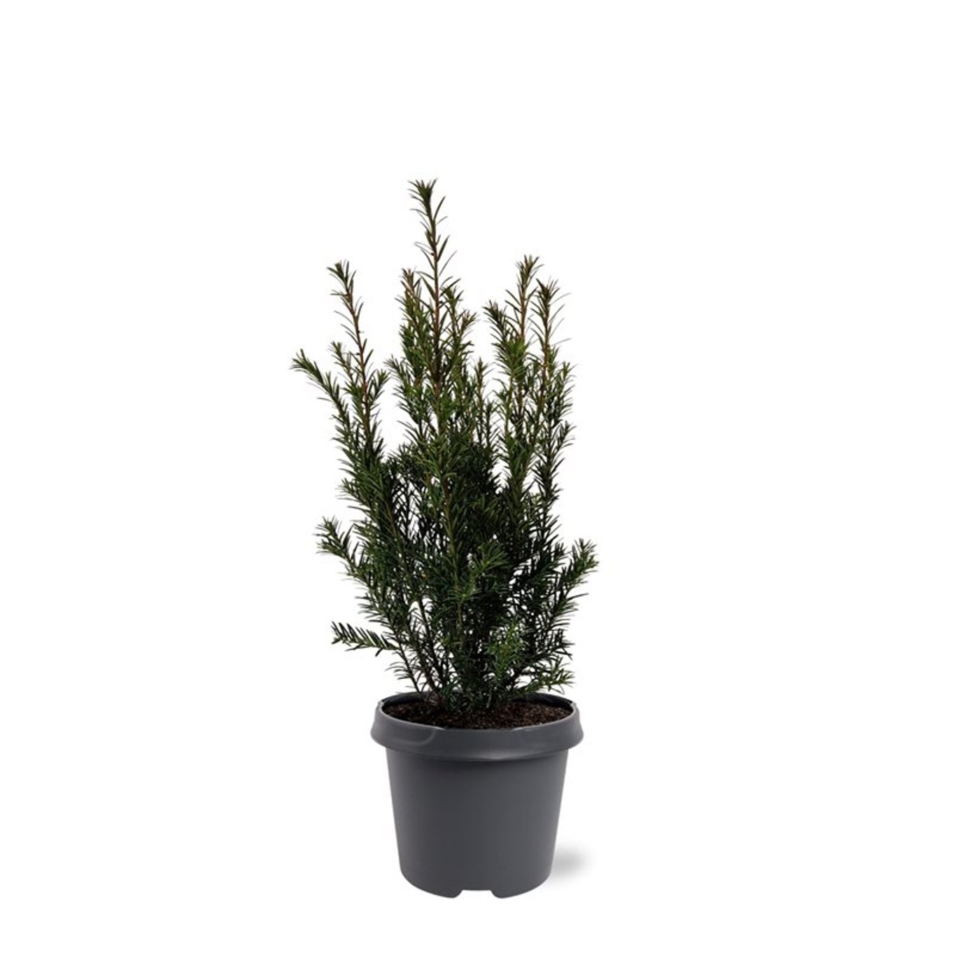 Taxus media 'Groenland' - C3 40-50 CM